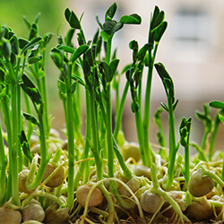 Microgreens