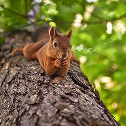 Eichhörnchen