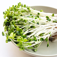 Daikon-Rettichsprossen