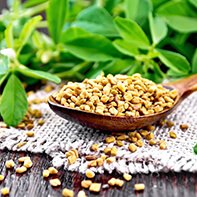 Bockshornkleesprossen