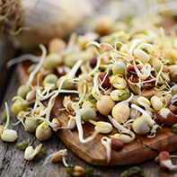 Keimsprossen-Mischungen