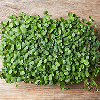 Rucola- / Raukesprossen