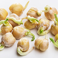 Kichererbsensprossen