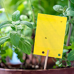 Insektenfallen & Gelbtafeln