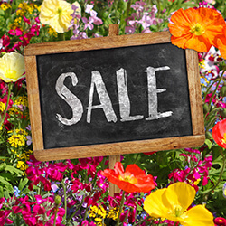 Blumensamen Sale