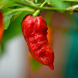 Bhut Jolokia Chilipflanzen