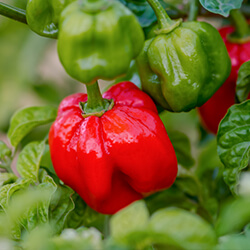 Scotch Bonnet Chilipflanzen