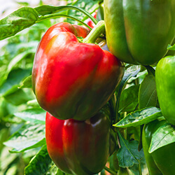 Blockpaprikapflanzen