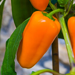 Snackpaprikapflanzen