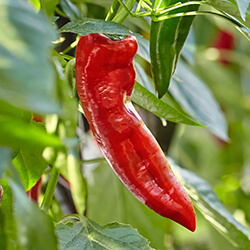 Spitzpaprikapflanzen