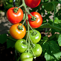 Buschtomatenpflanzen