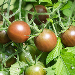 Cocktailtomatenpflanzen