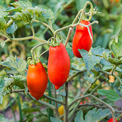 Flaschentomatenpflanzen