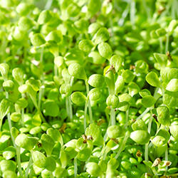 Blattzichoriensprossen