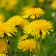 Löwenzahnsamen