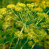 Fenchelsamen