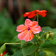 Fleißiges Lieschen Samen