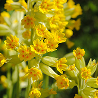 Schlüsselblumensamen