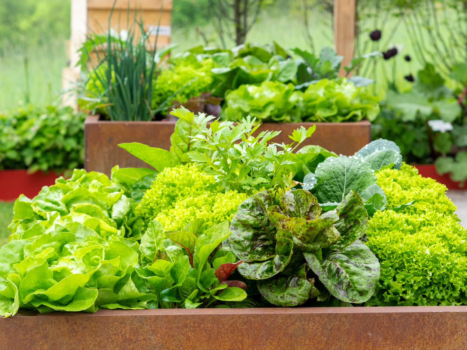 Salat Auf Dem Balkon Anbauen Samenhaus Gartenblog