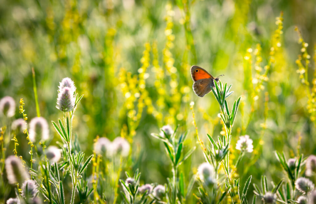 Insektenwiesen F R Den Naturnahen Garten Samenhaus Gartenblog