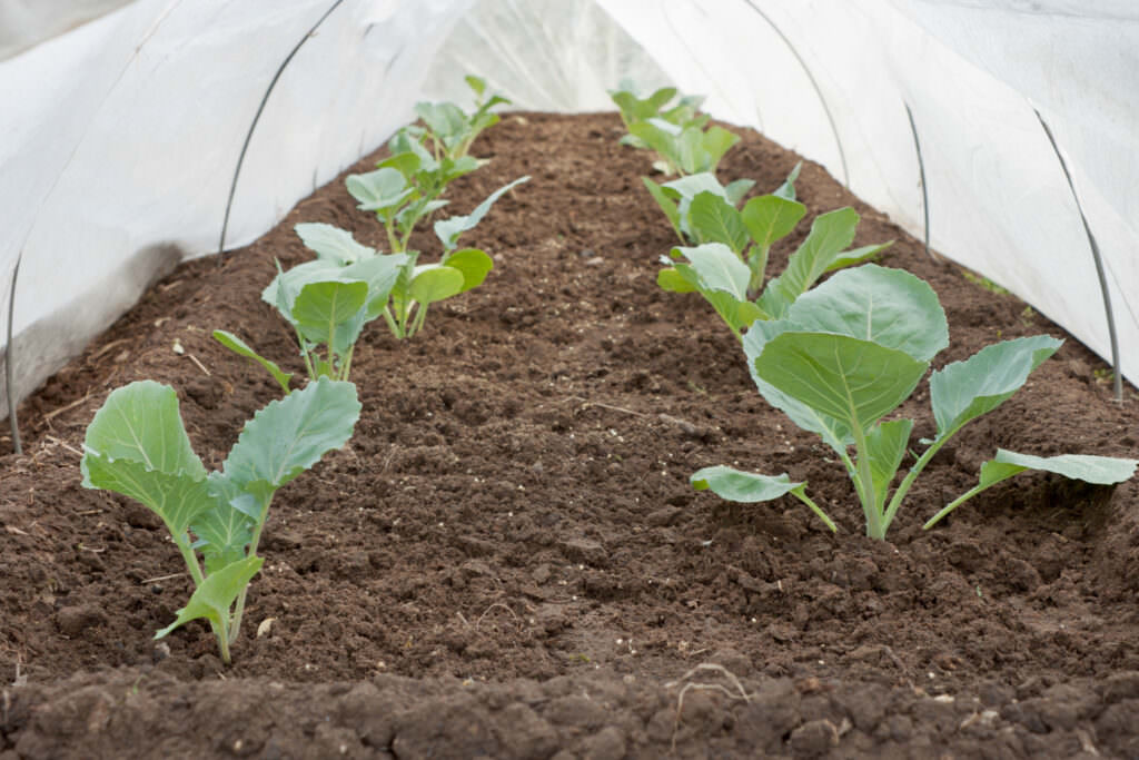 Gemüse im Winter anbauen Was Sie beachten sollten Samenhaus Gartenblog