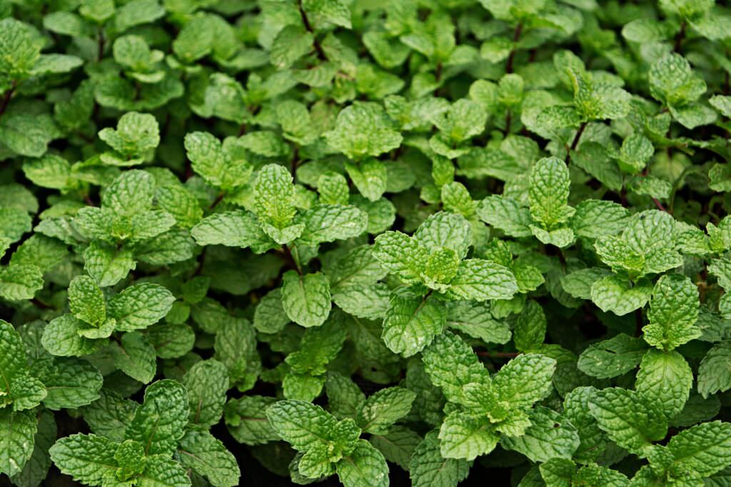 Minze Sorten für den Anbau im Garten und auf dem Balkon Samenhaus