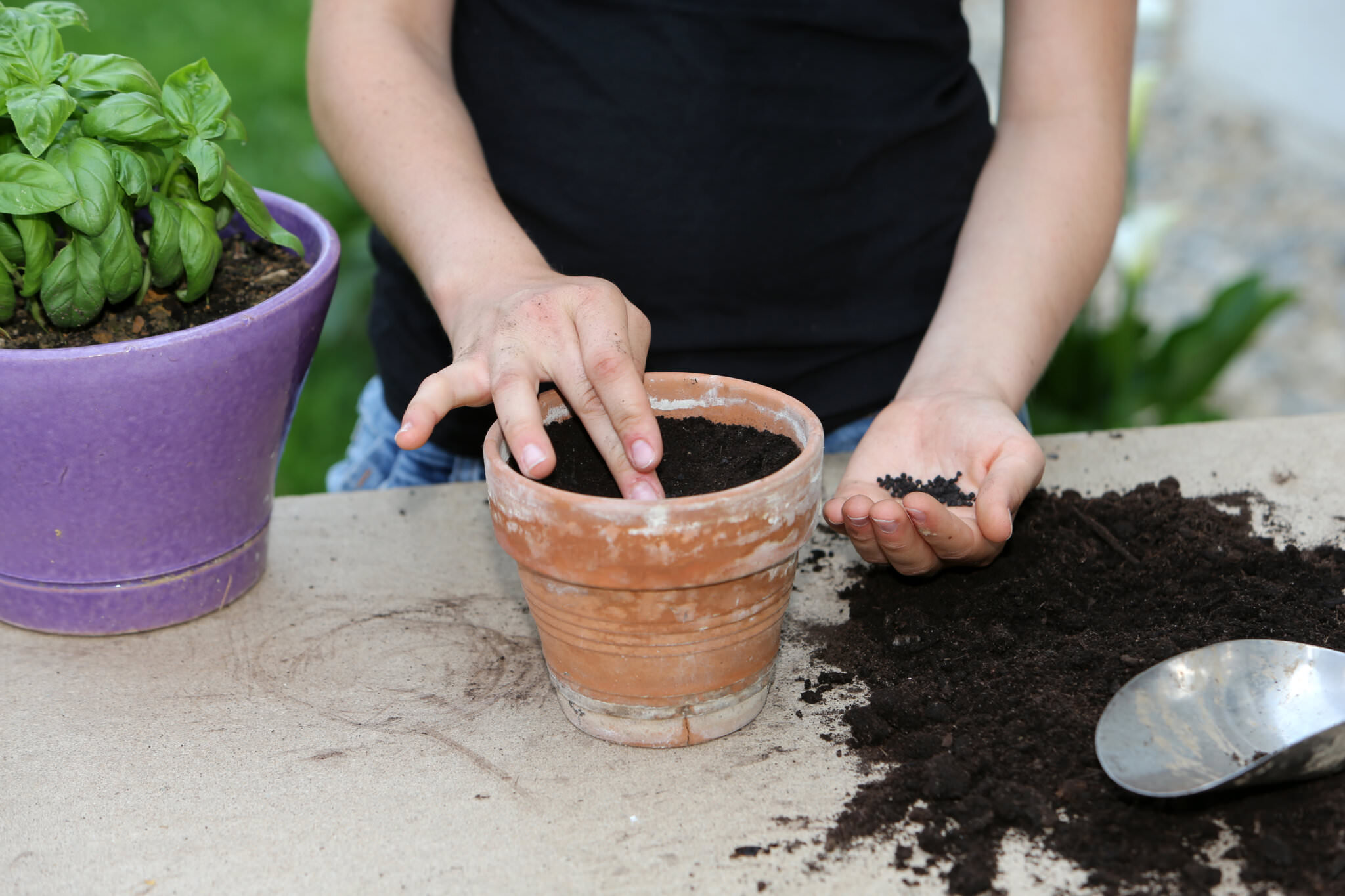 Kräuter selbst vermehren so einfach ist es Samenhaus Gartenblog