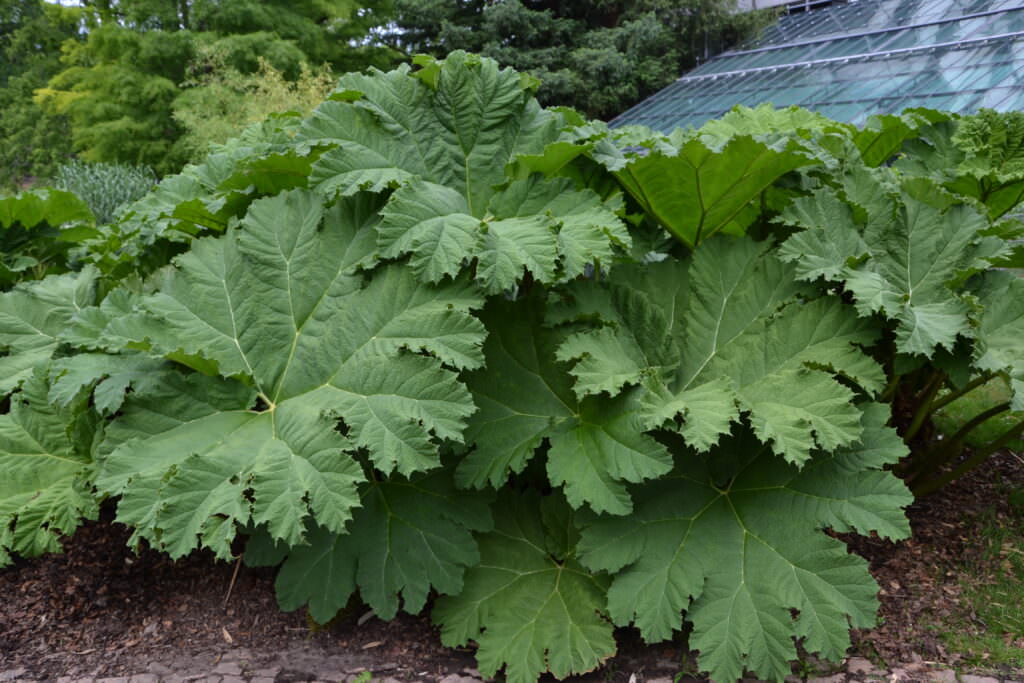 So verwenden Sie Rhabarberblätter als Dünger Samenhaus Gartenblog