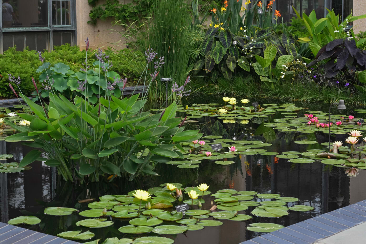 Wasserpflanzen F R Den Teich Welche Pflanzen Eignen Sich Samenhaus