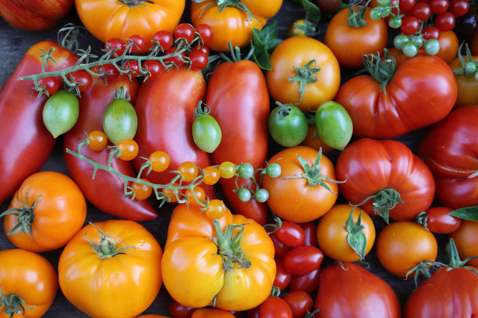 Anbau Von Tomaten Sortenwahl Standort Und Pflege Samenhaus Gartenblog