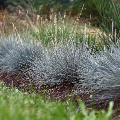 Dekorative Ziergräser für Ihren Garten Samenhaus Gartenblog