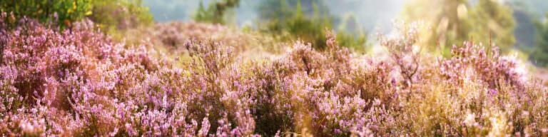 Besenheide Pflanzen Und Pflegen Samenhaus Gartenblog