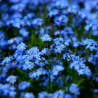 Vergissmeinnichtsamen
