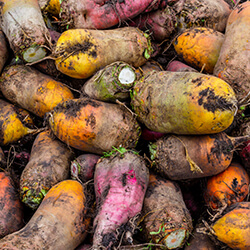 Runkelrüben- & Futterrübensamen