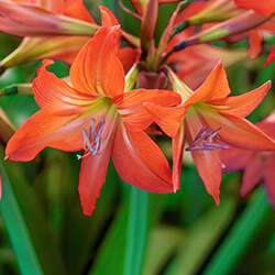 Rittersternzwiebeln / Amaryllis