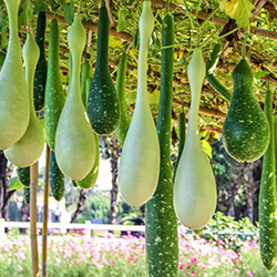 Flaschenkürbissamen