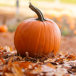 Halloweenkürbissamen