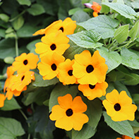 Schwarzäugige Susanne Samen