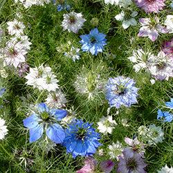 Jungfer im Grünen Samen