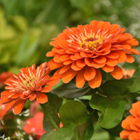 Zinniensamen