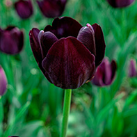 Schwarzblühende Blumenzwiebeln