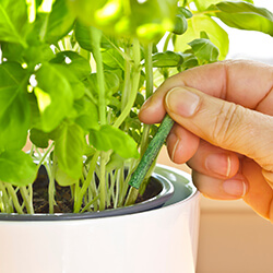 Düngestäbchen & -tabletten