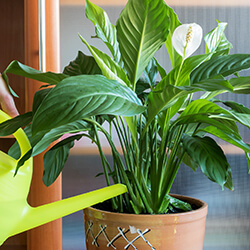 Grünpflanzen- & Palmendünger