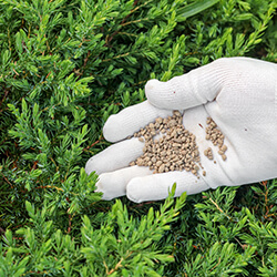 Tannen- & Koniferendünger