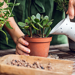 Zimmerpflanzendünger