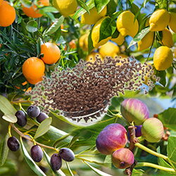 Zitrus- & Mediterranpflanzendünger