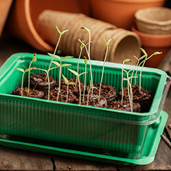 Zimmergewächshäuser Sets