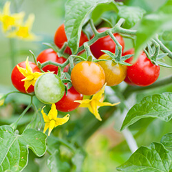 Cocktailtomatensamen