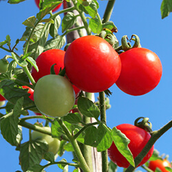 Freilandtomatensamen