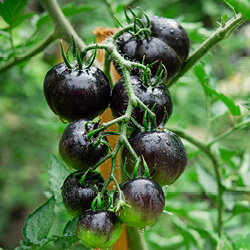 Schwarze Tomatensamen